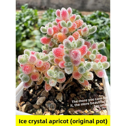 Succulent plants