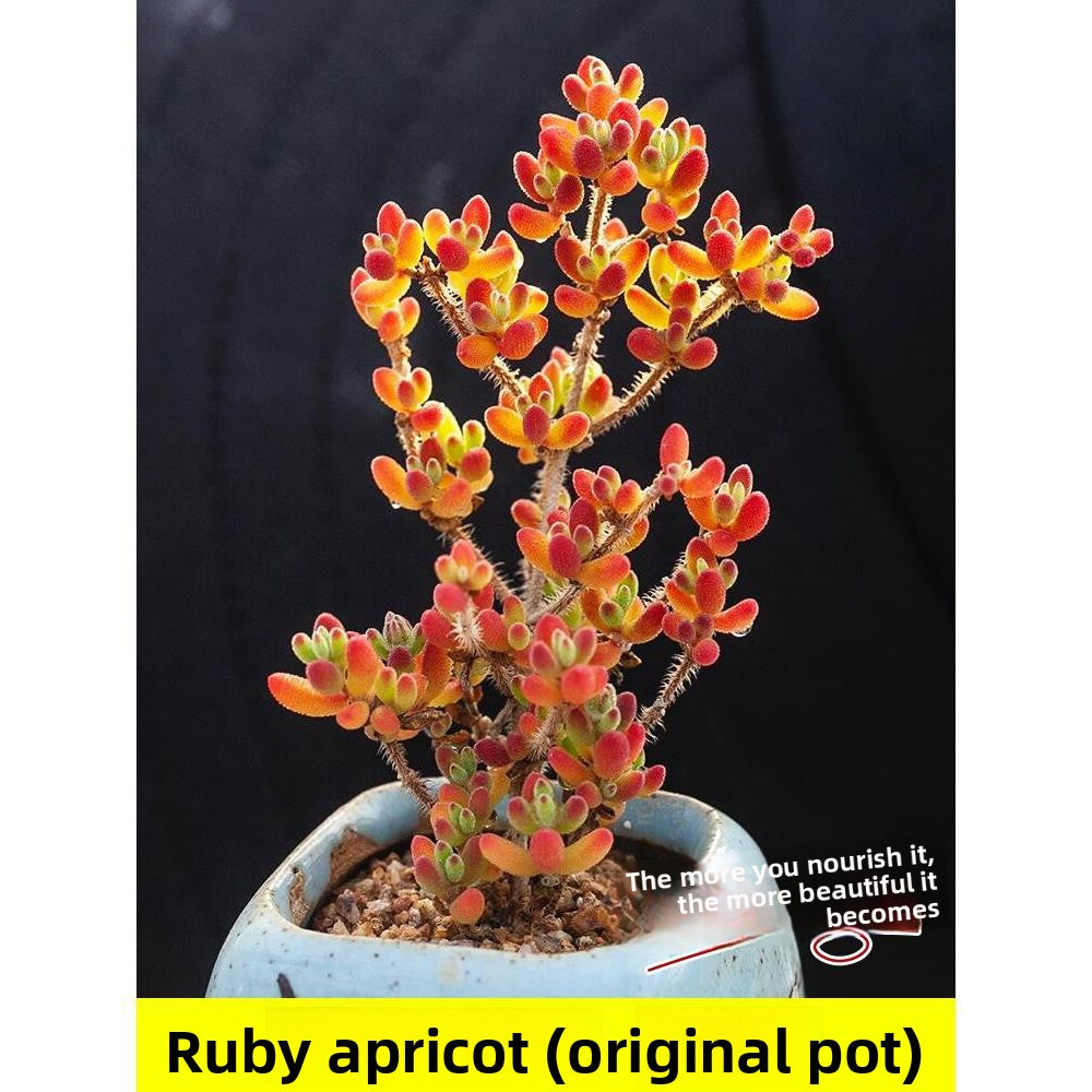 Succulent plants
