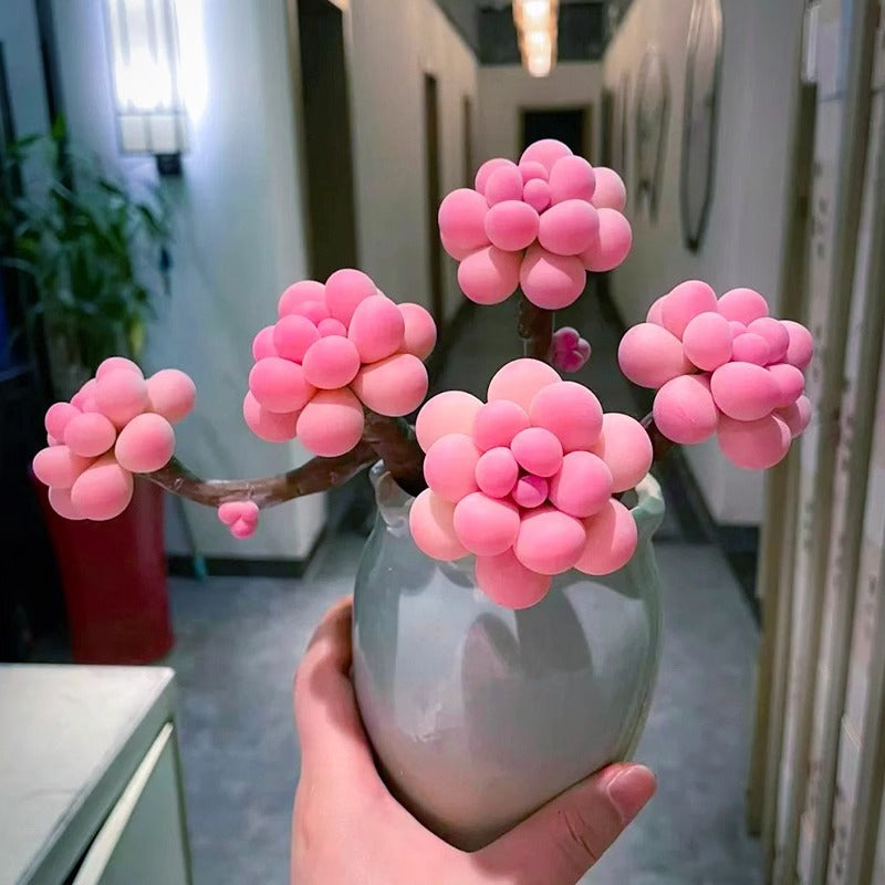 Succulent plants