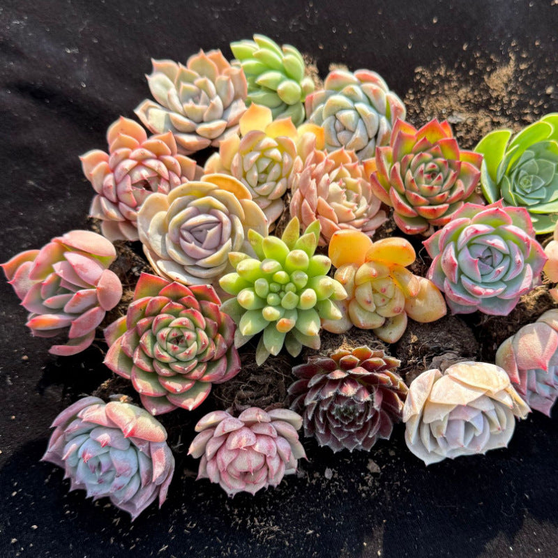 Succulent Plants with Pot and Soil