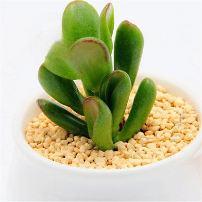 Succulent Plants with Pot and Soil