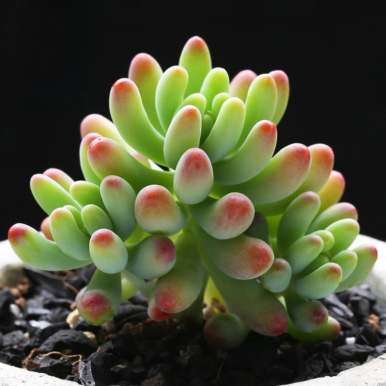 Succulent Plants with Pot and Soil