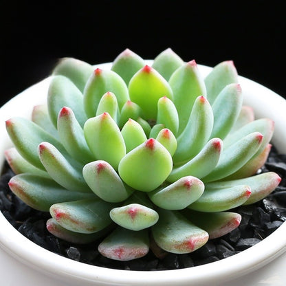 Succulent Plants with Pot and Soil