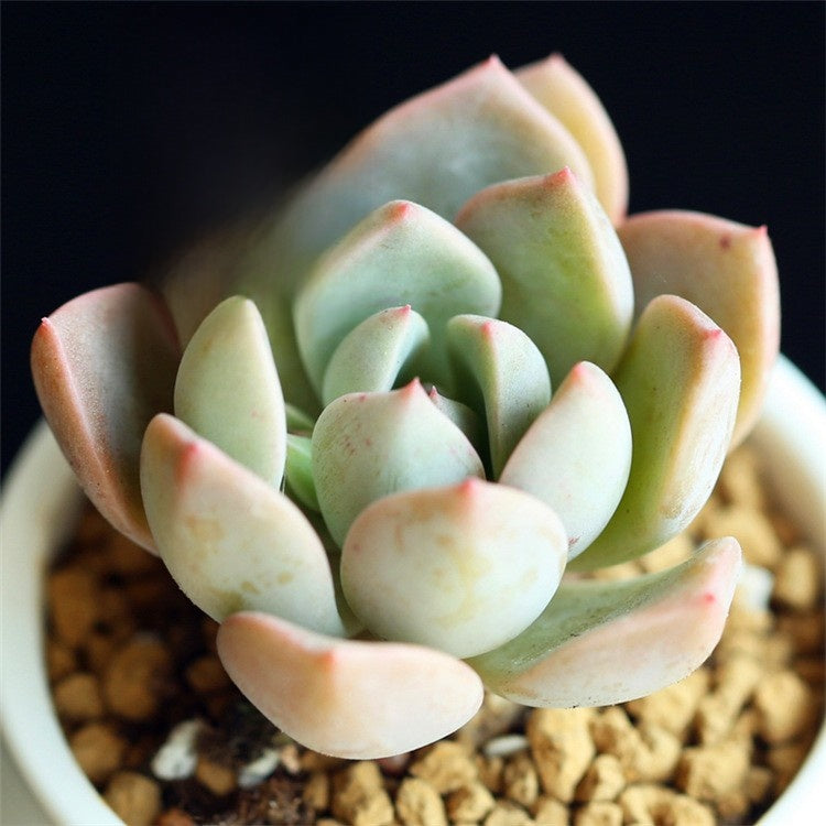 Succulent Plants with Pot and Soil