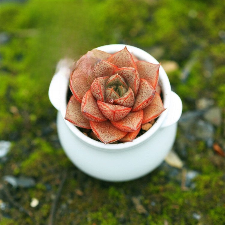 Succulent Plants with Pot and Soil