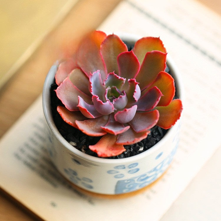Succulent Plants with Pot and Soil