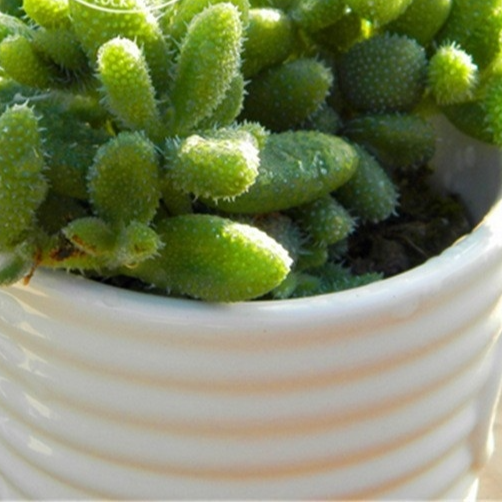 Succulent Plants with Pot and Soil
