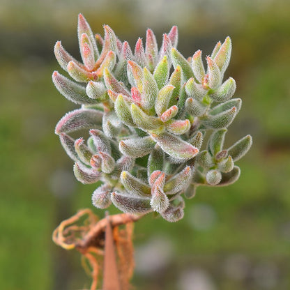 Succulent Plants with Pot and Soil