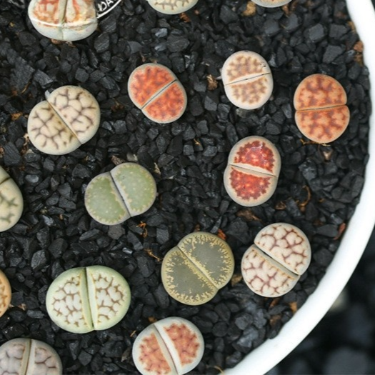 Succulent Plants with Pot and Soil