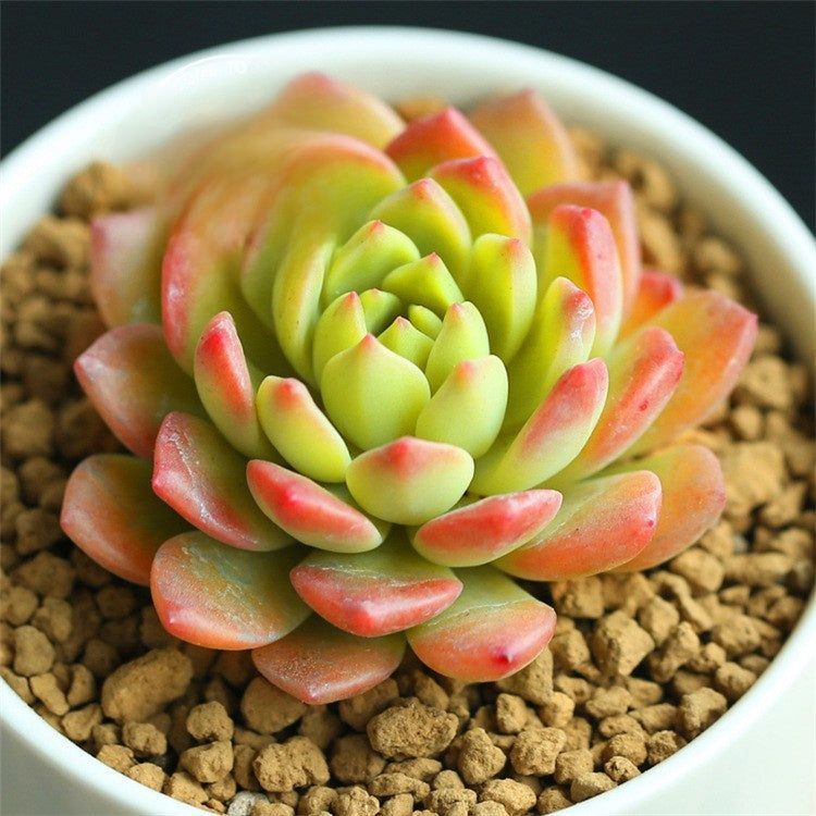 Succulent Plants with Pot and Soil