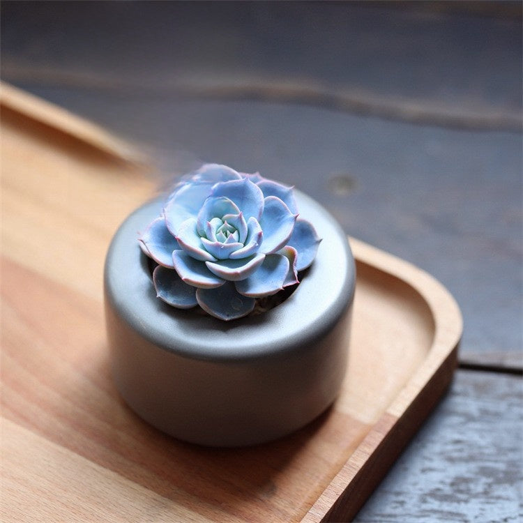 Succulent Plants with Pot and Soil