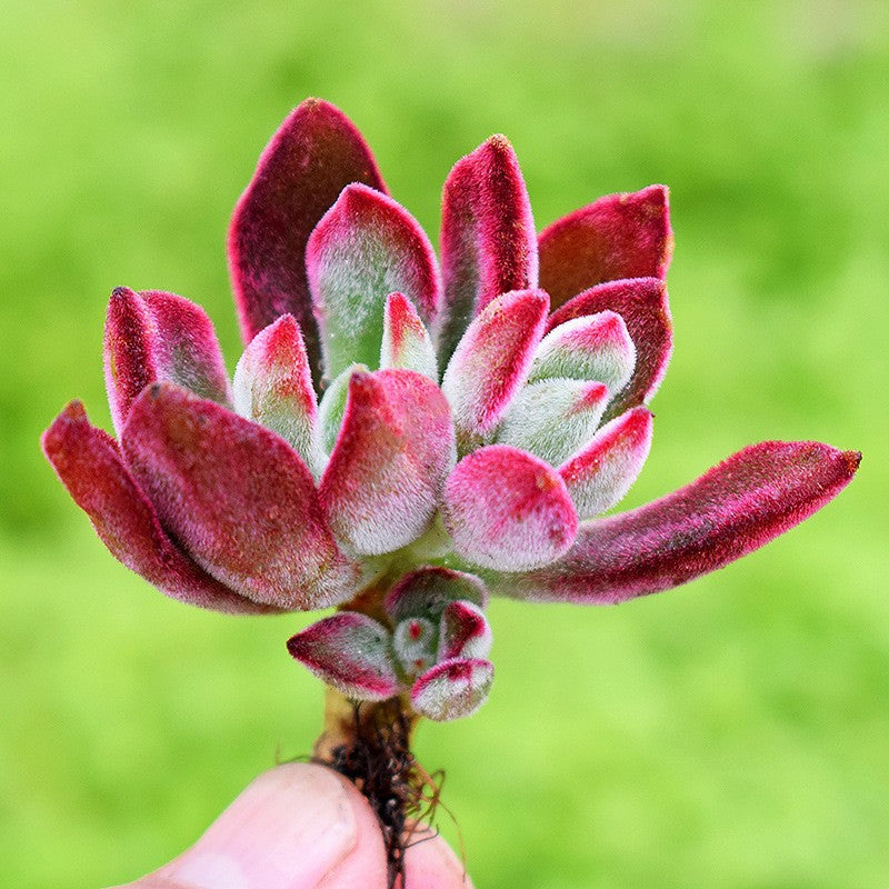 Succulent Plants with Pot and Soil
