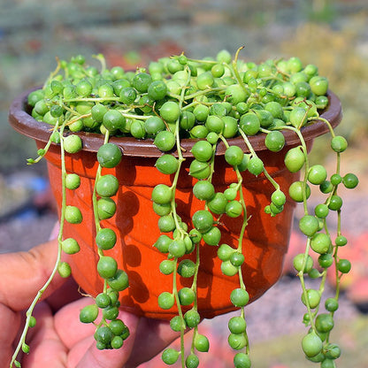 Succulent Plants with Pot and Soil