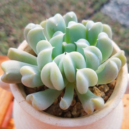 Succulent Plants with Pot and Soil