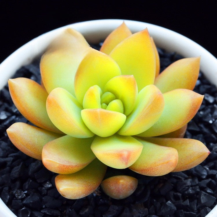 Succulent Plants with Pot and Soil