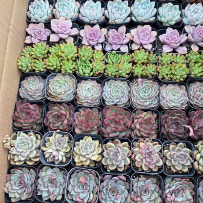 Succulent Plants with Pot and Soil