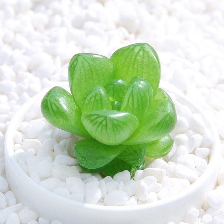 Succulent Plants with Pot and Soil