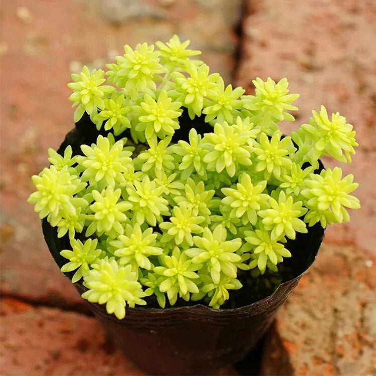Succulent Plants with Pot and Soil