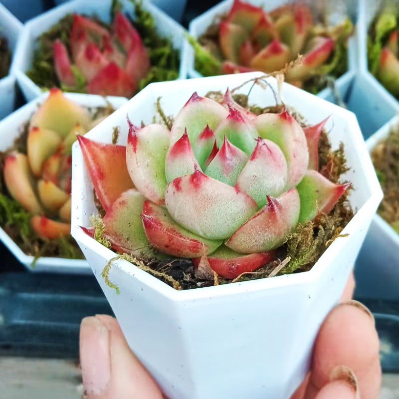 Succulent Plants with Pots DIY Gift Set
