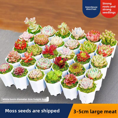 Succulent Plants with Pots DIY Gift Set