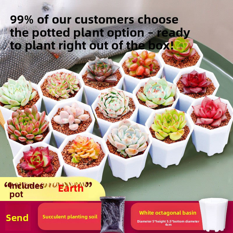 Succulent Plants with Pots DIY Gift Set