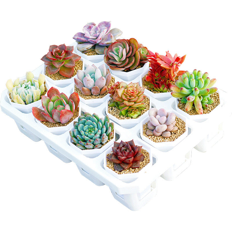 Succulent Plants with Pots