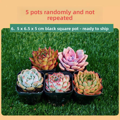 Succulent Plants with Pots