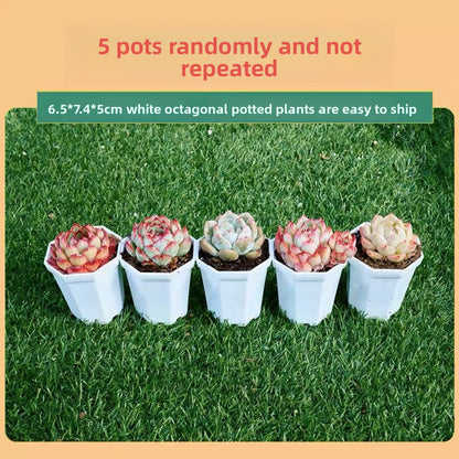 Succulent Plants with Pots