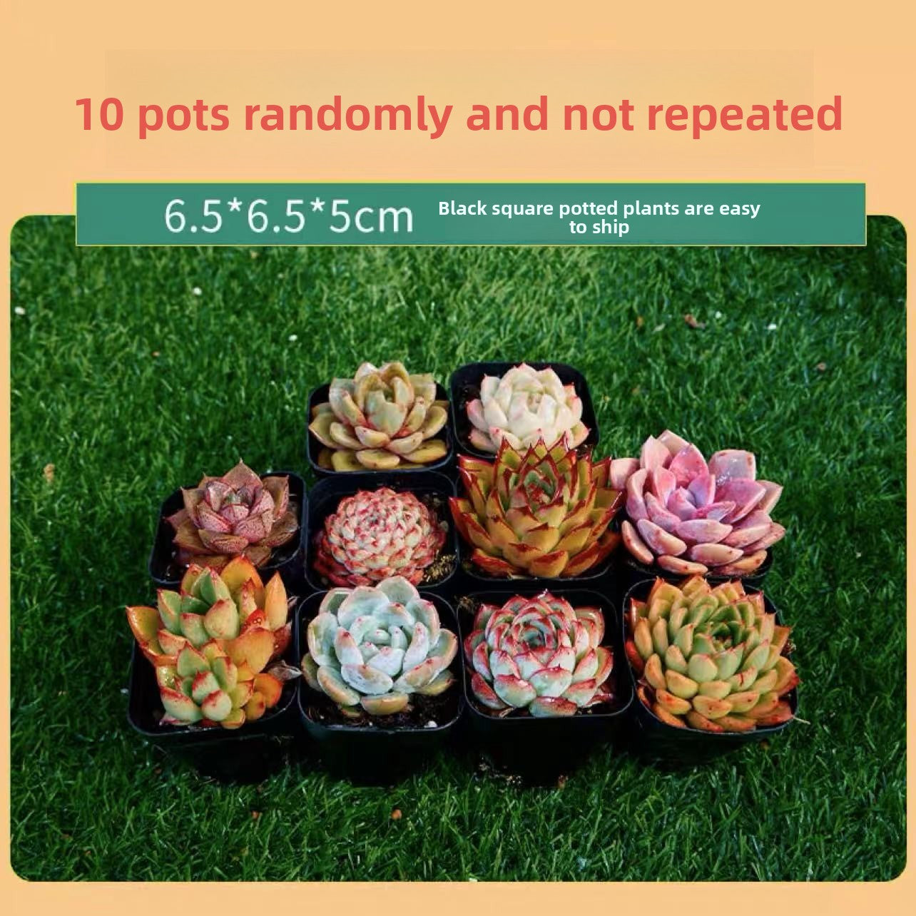 Succulent Plants with Pots