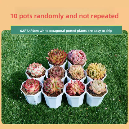 Succulent Plants with Pots
