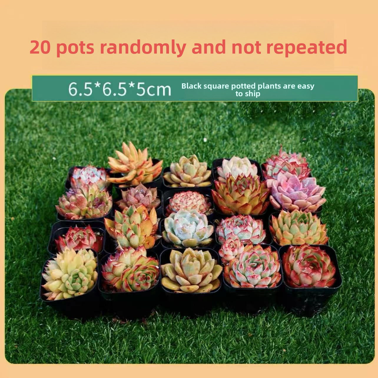 Succulent Plants with Pots