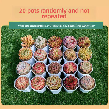 Succulent Plants with Pots