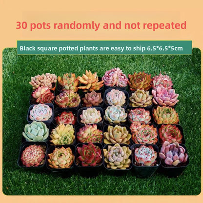 Succulent Plants with Pots
