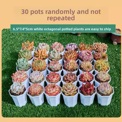 Succulent Plants with Pots