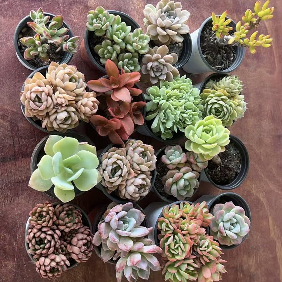 Succulent Plants with Pots