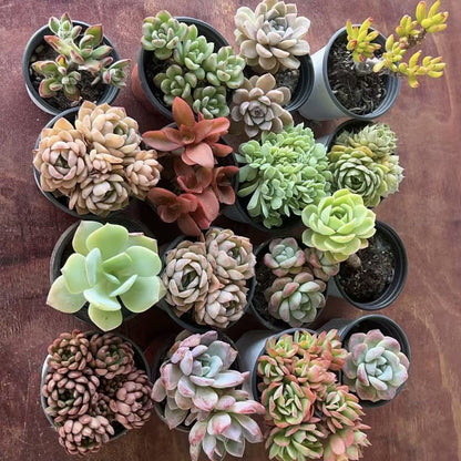 Succulent Plants with Pots