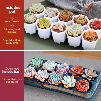 Succulent Plants with Pots