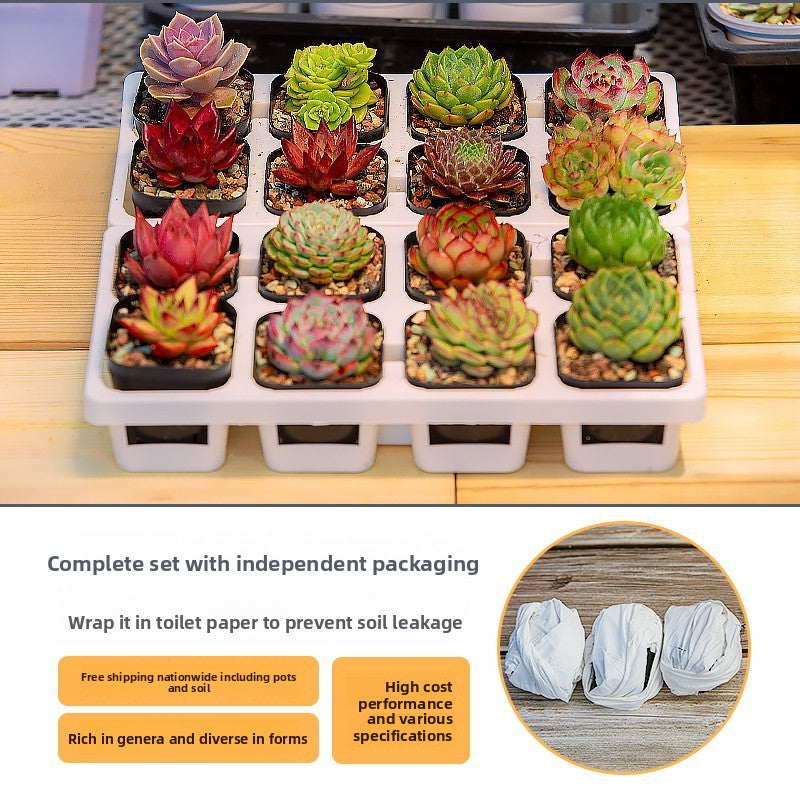 Succulent Plants with Pots