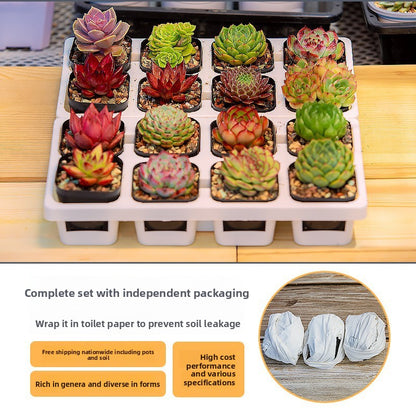 Succulent Plants with Pots