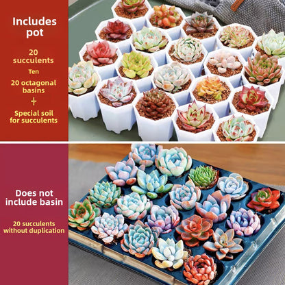 Succulent Plants with Pots