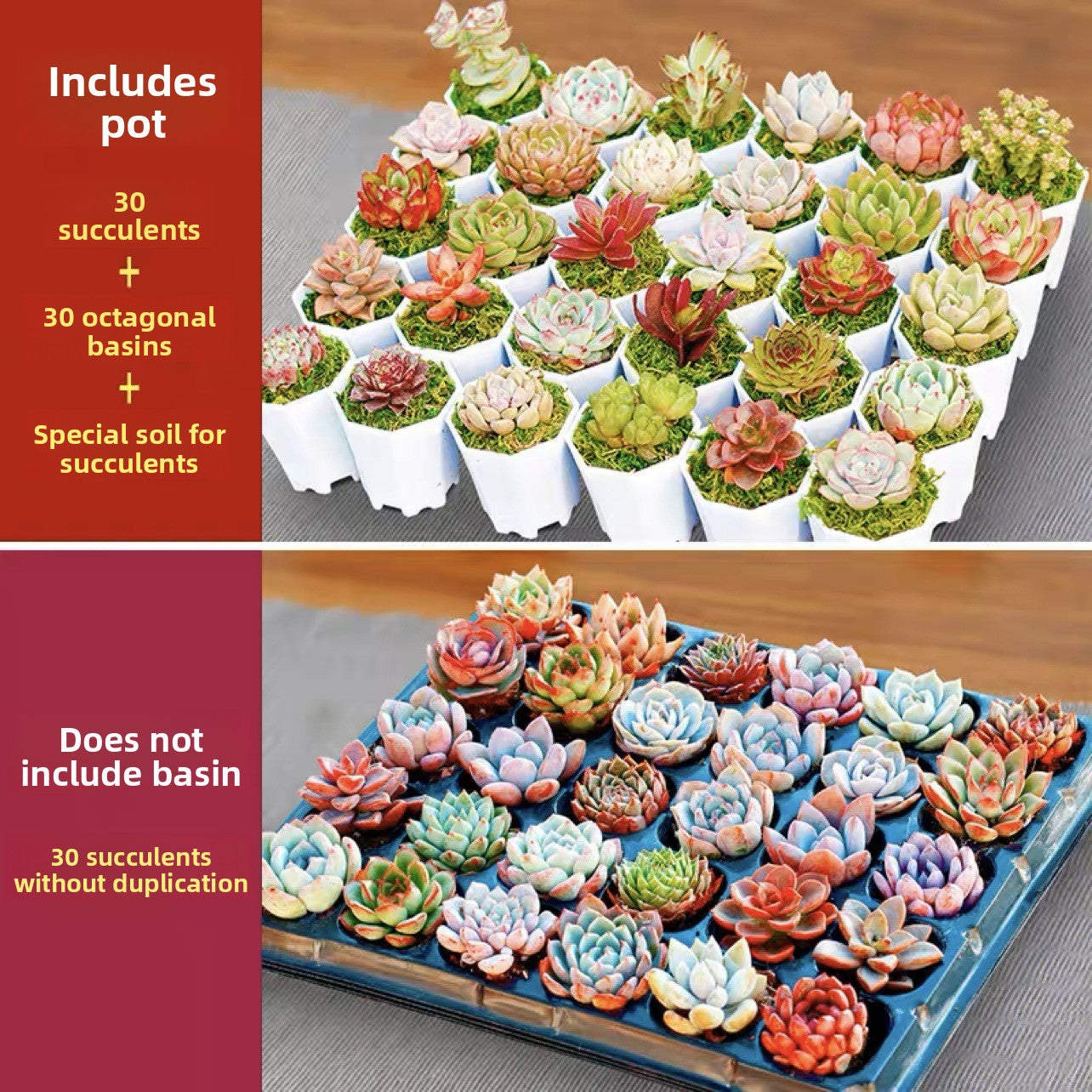 Succulent Plants with Pots