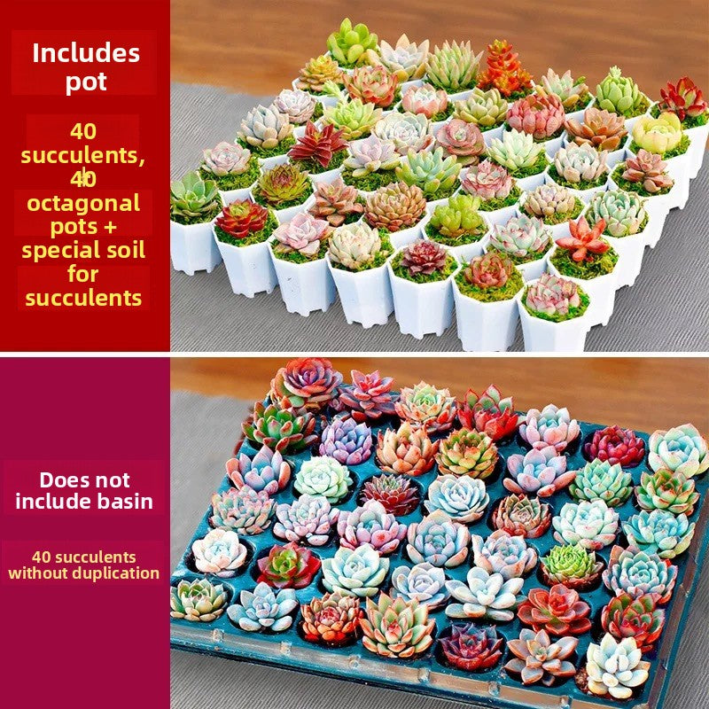 Succulent Plants with Pots
