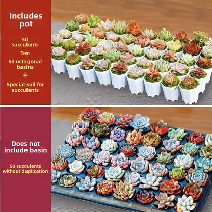 Succulent Plants with Pots