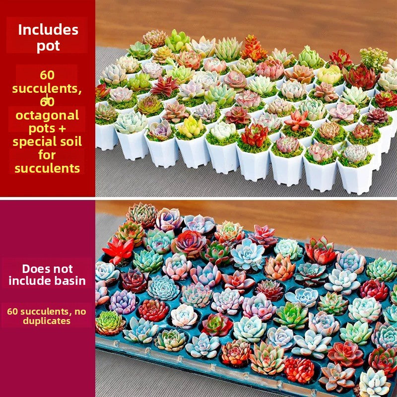 Succulent Plants with Pots