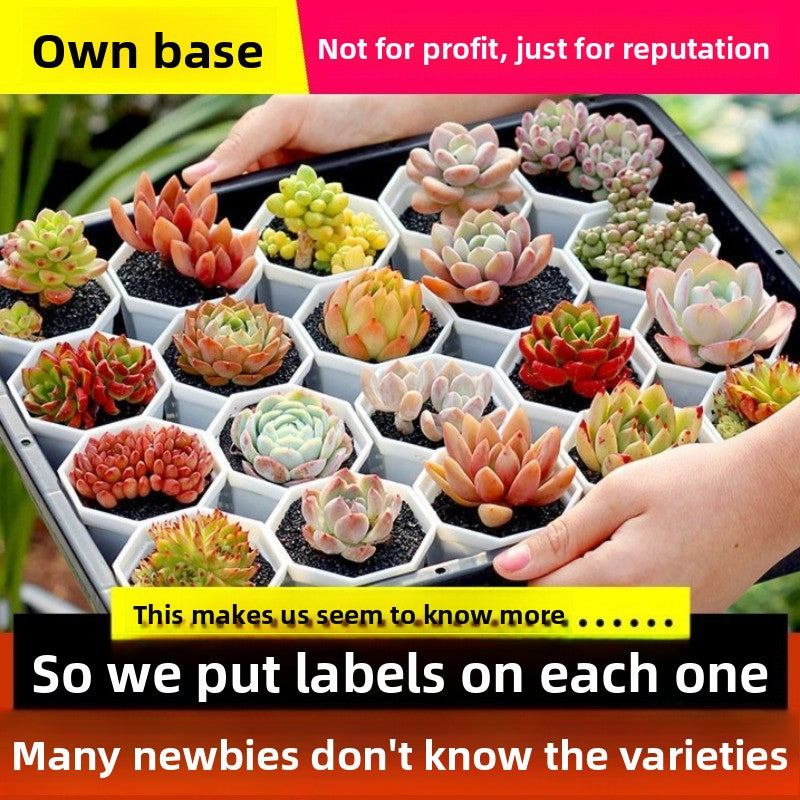 Succulent Plants with Pots