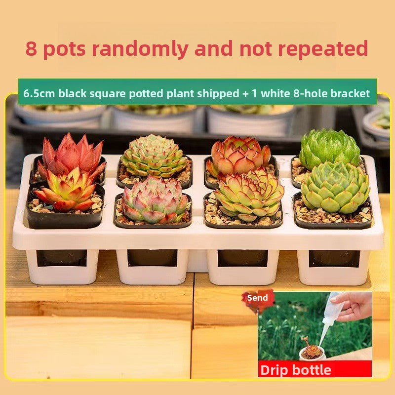 Succulent Plants with Pots