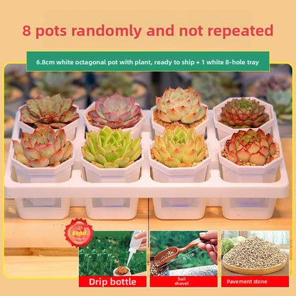 Succulent Plants with Pots
