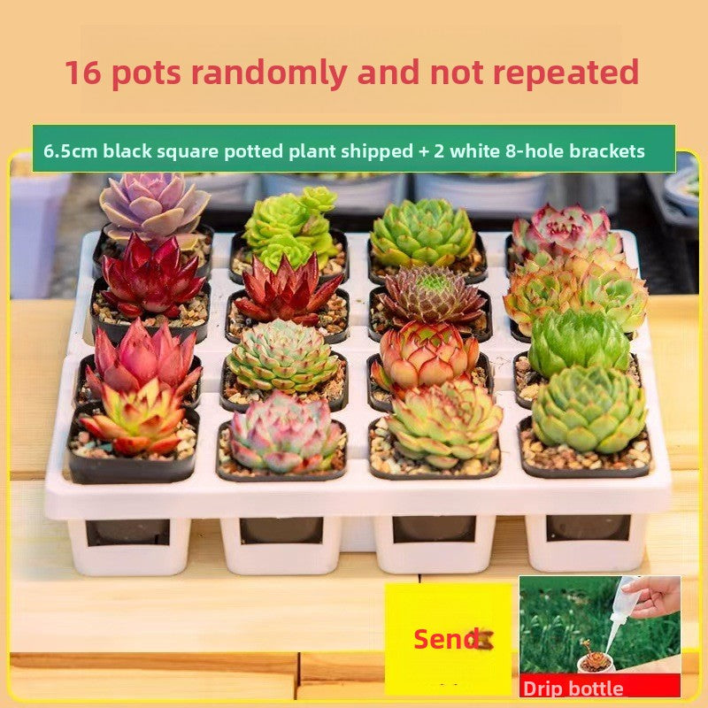 Succulent Plants with Pots