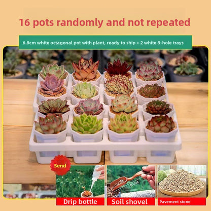 Succulent Plants with Pots
