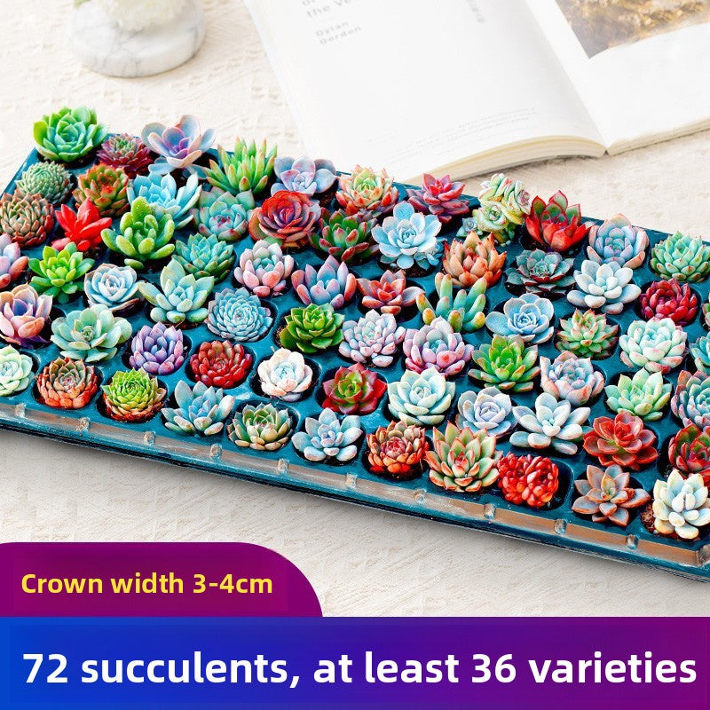 Succulent Plants with Pots